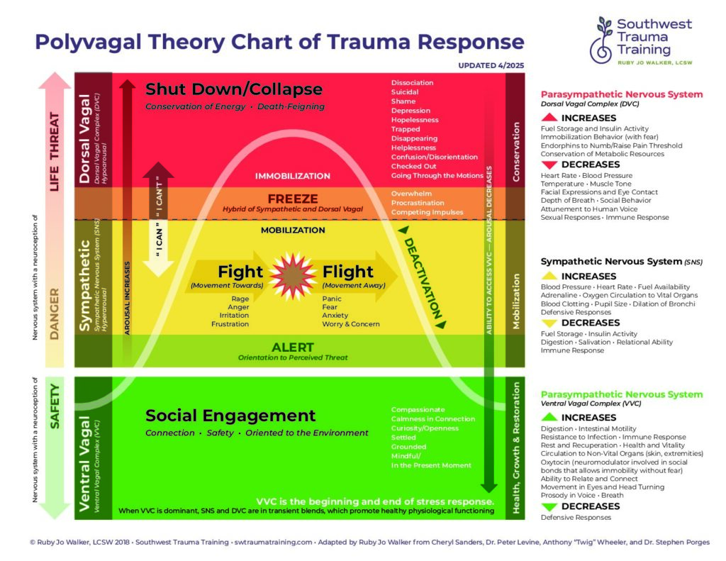Polyvagal theory chart of trauma response for nervous system regulation. By Ruby Jo Walker, LCSW Southwest Trauma Training Institute